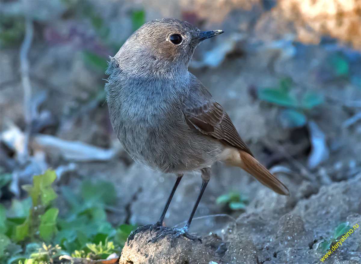 - Phoenicurus ochruros Black Redstart