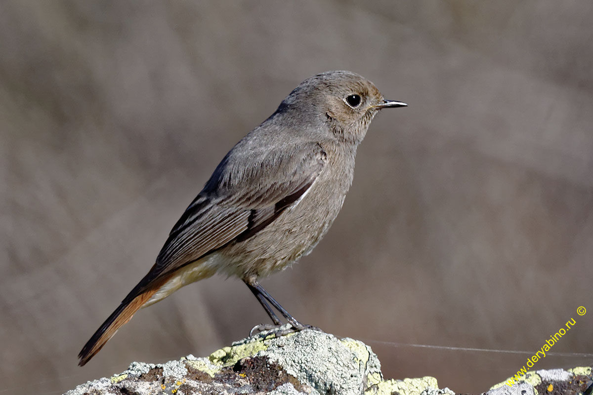 - Phoenicurus ochruros Black Redstart