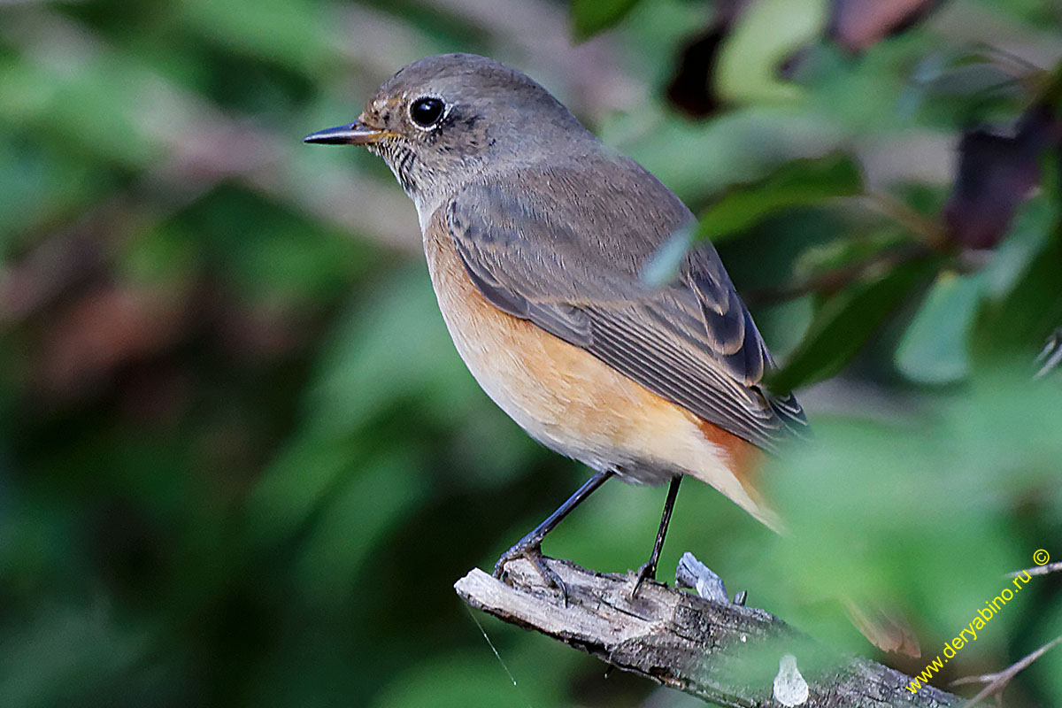 - Phoenicurus ochruros Black Redstart