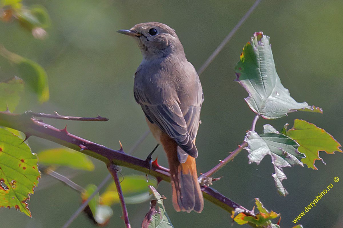 - Phoenicurus ochruros Black Redstart