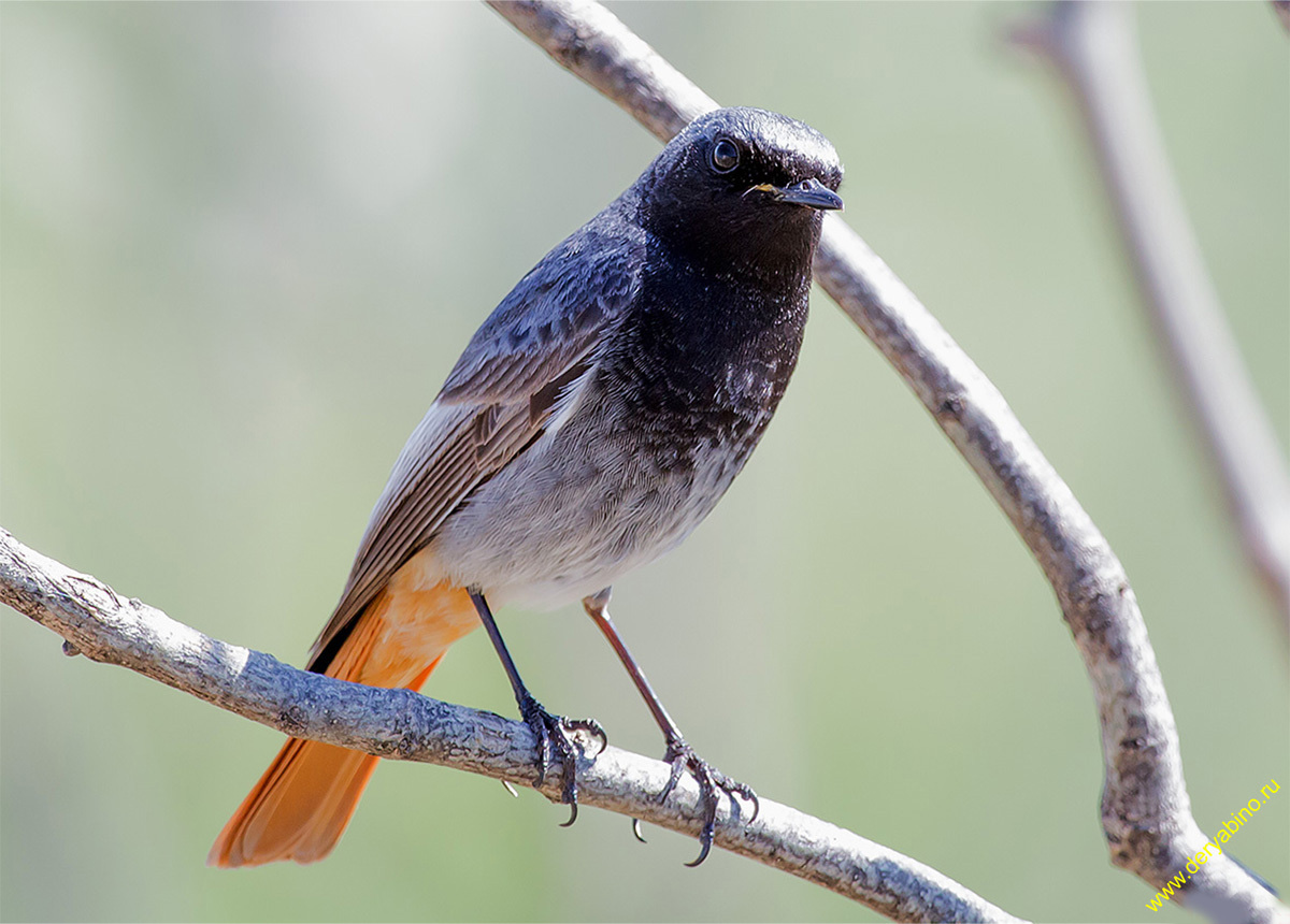 - Phoenicurus ochruros Black Redstart