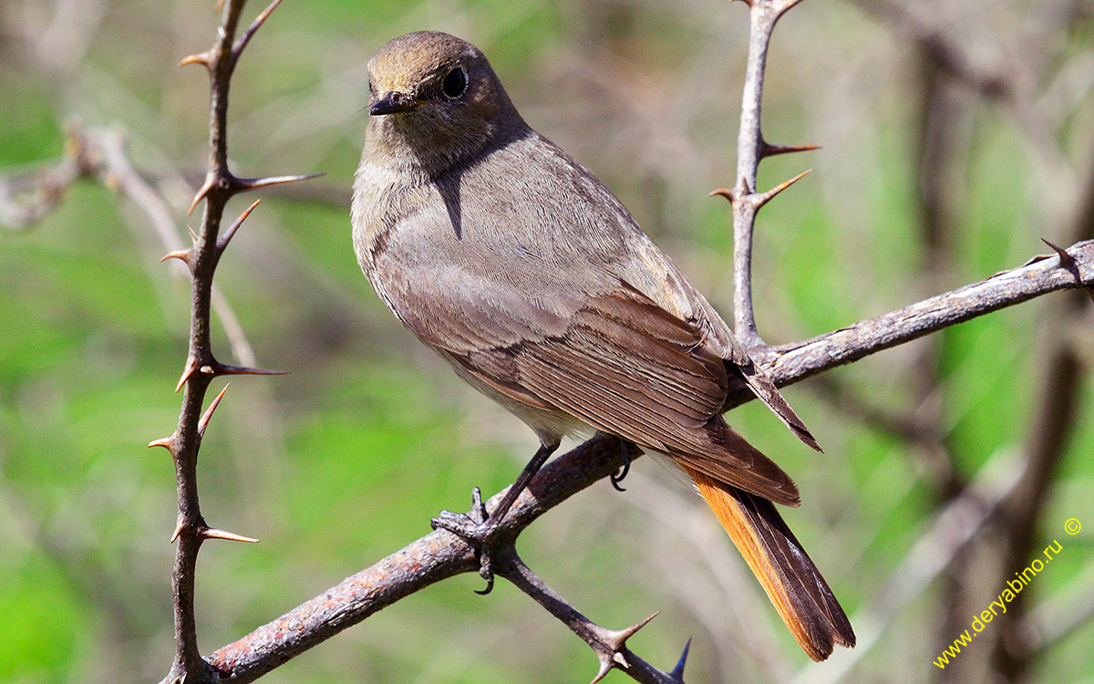 - Phoenicurus ochruros Black Redstart