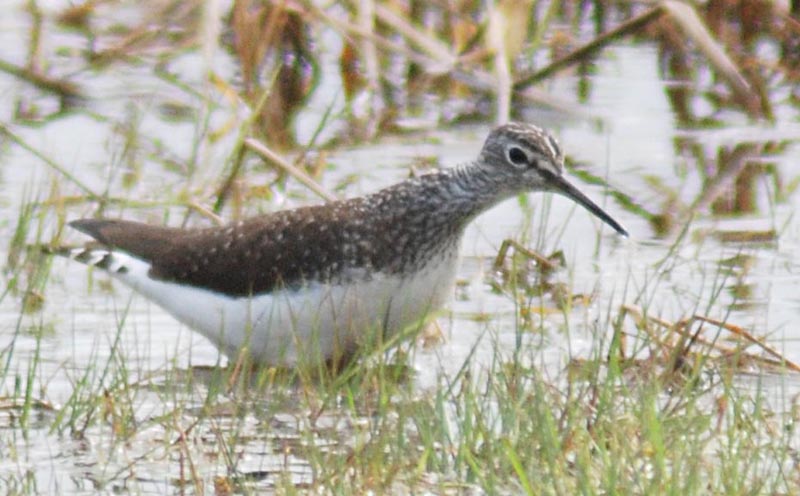  Thinga ochropus Green Sandpiper