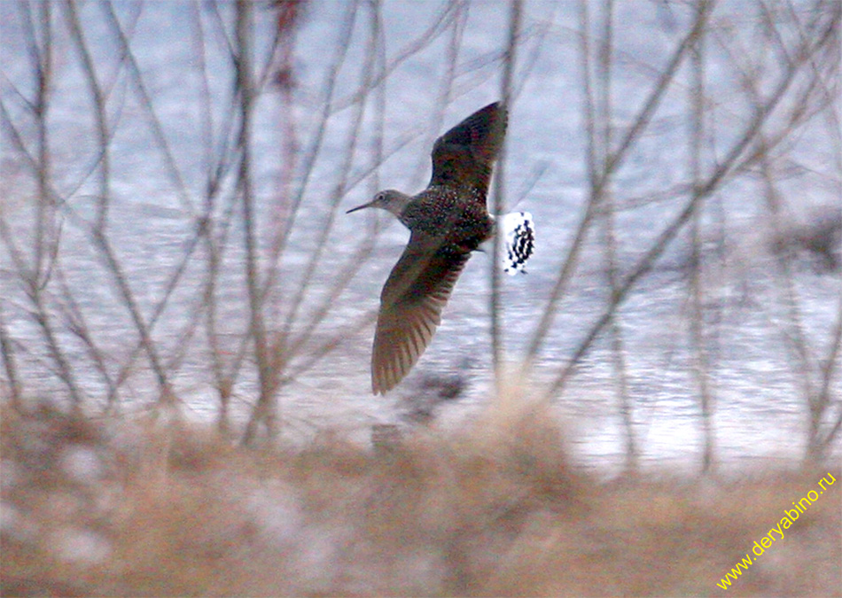  Thinga ochropus Green Sandpiper