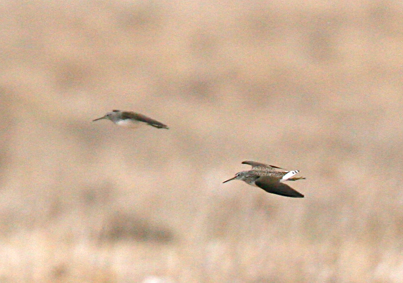  Thinga ochropus Green Sandpiper