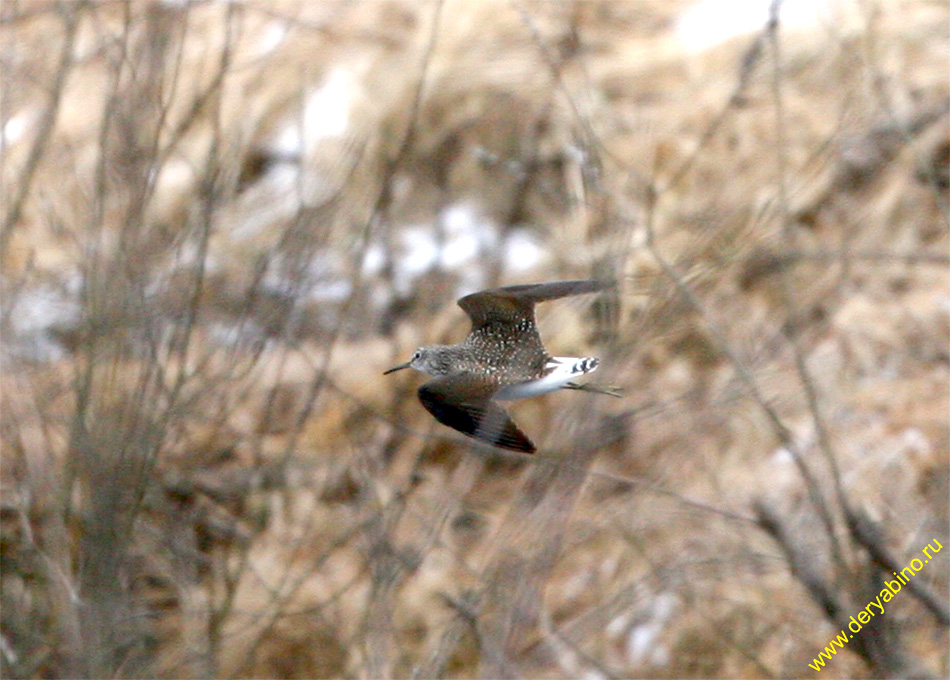  Thinga ochropus Green Sandpiper