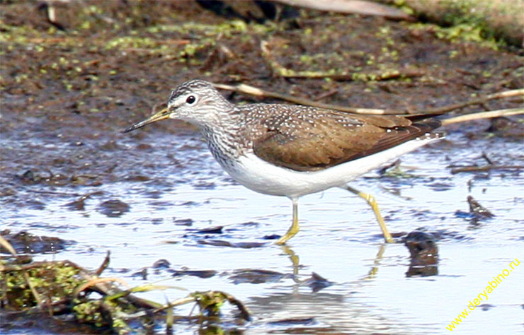  Thinga ochropus Green Sandpiper