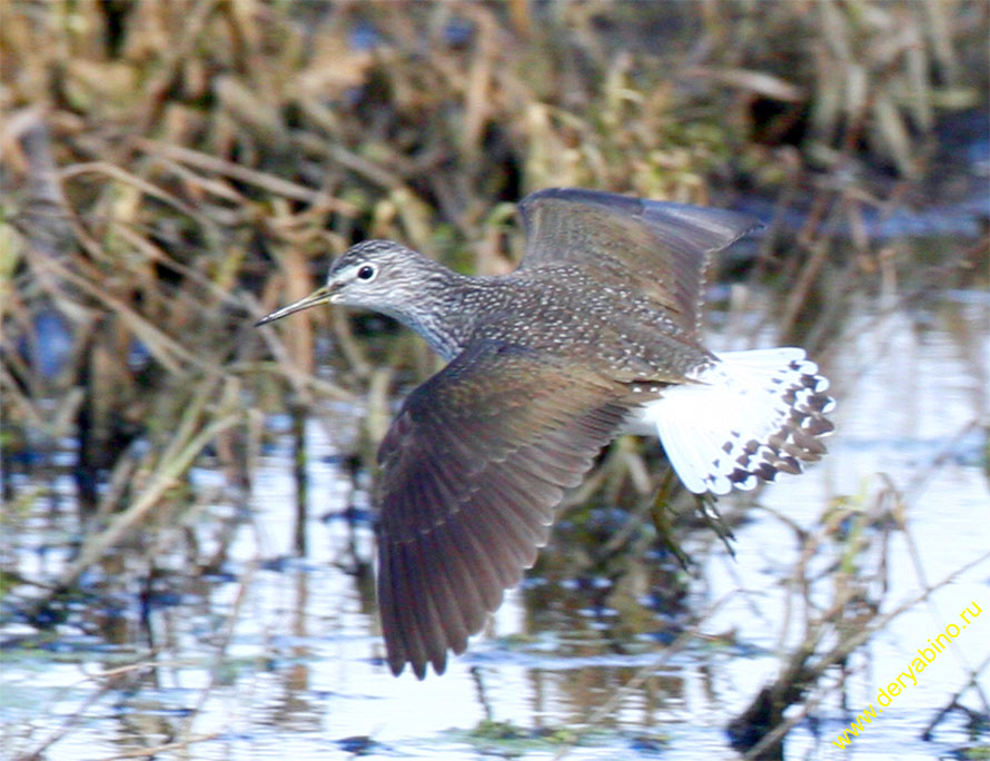  Thinga ochropus Green Sandpiper