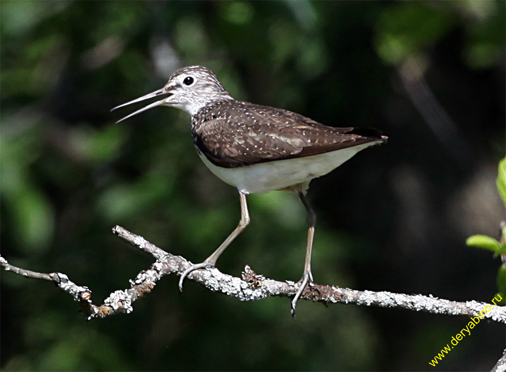  Thinga ochropus Green Sandpiper