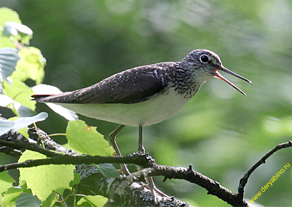  Thinga ochropus Green Sandpiper