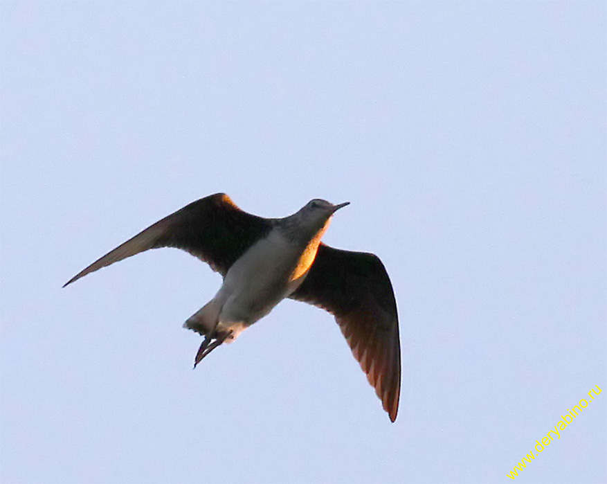  Thinga ochropus Green Sandpiper