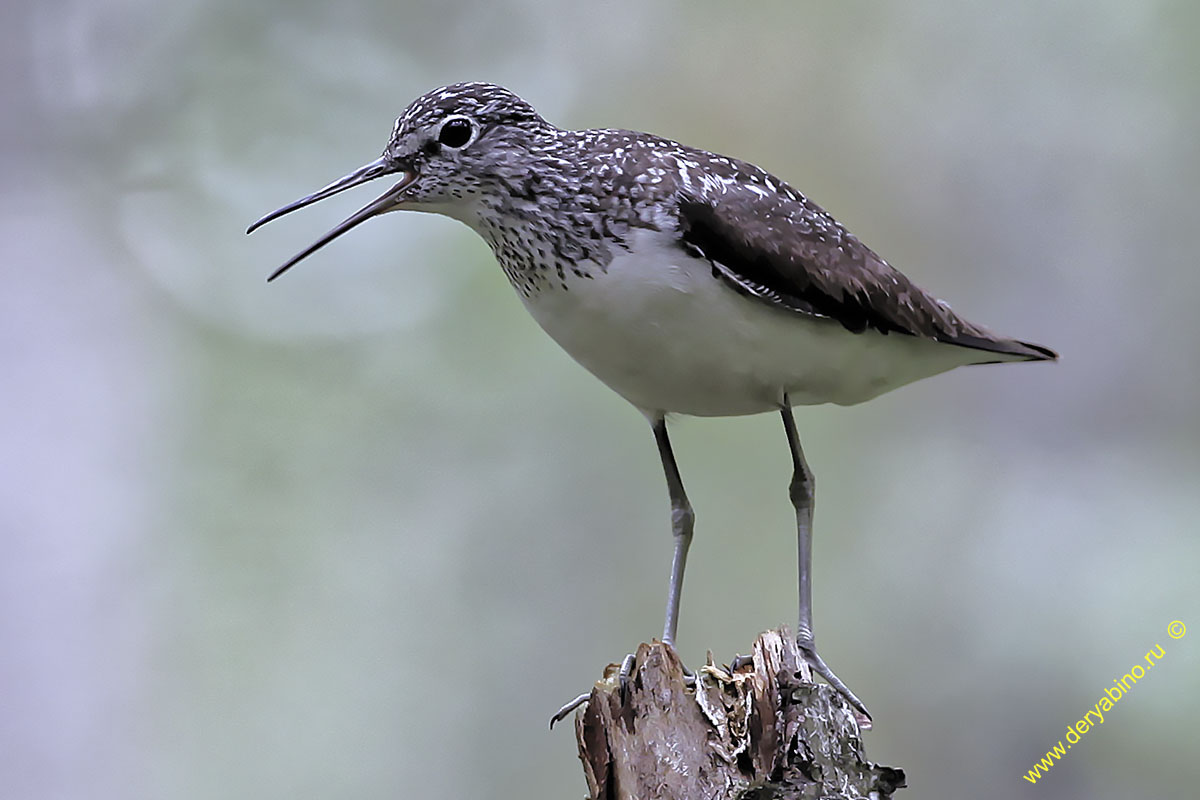  Thinga ochropus Green Sandpiper