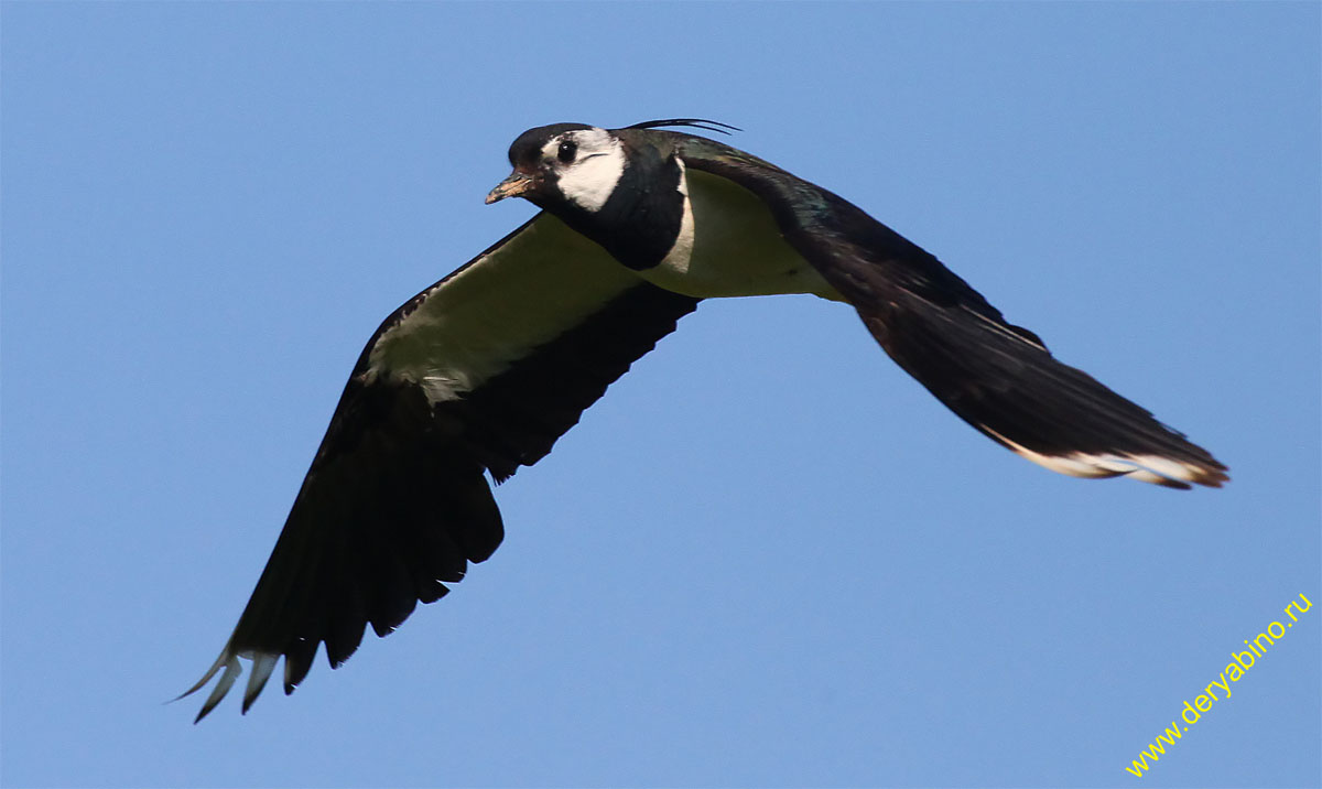  Vanellus vanellus Northern Lapwing