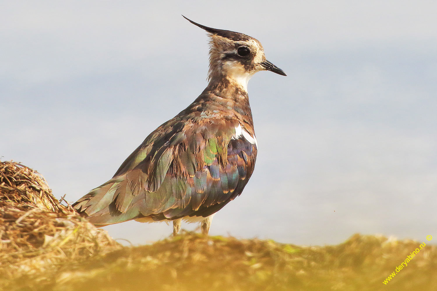  Vanellus vanellus Northern Lapwing