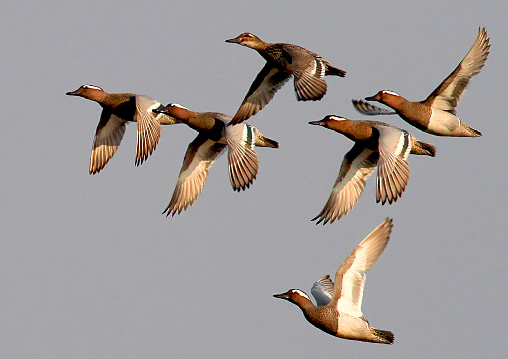 - Anas querquedula Garganey