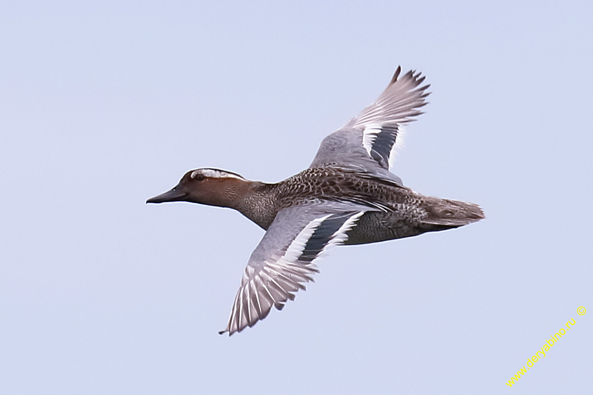 - Anas querquedula Garganey