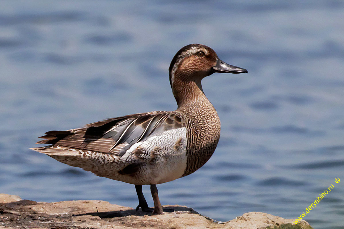 - Anas querquedula Garganey