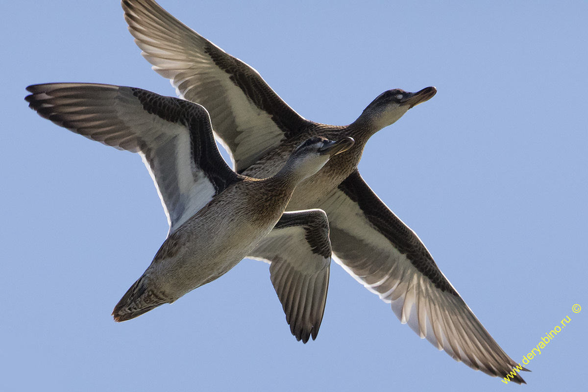 - Anas querquedula Garganey