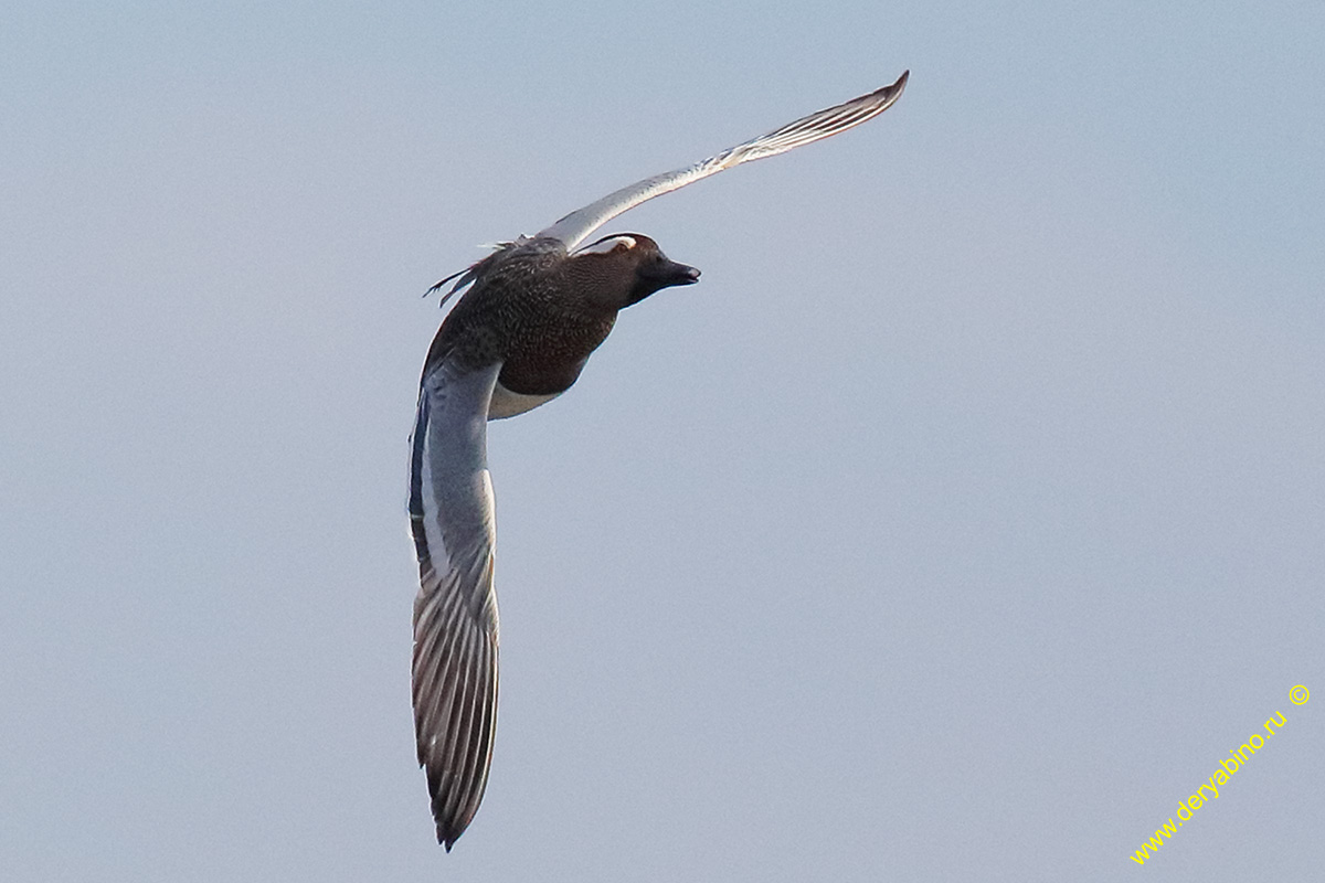 - Anas querquedula Garganey