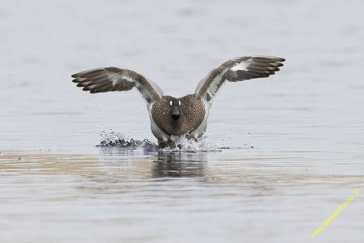 - Anas querquedula Garganey