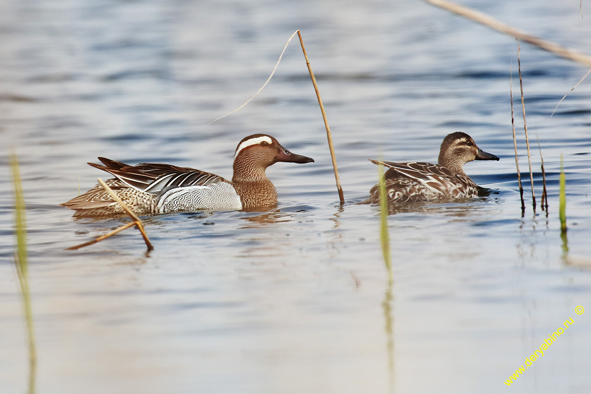 - Anas querquedula Garganey