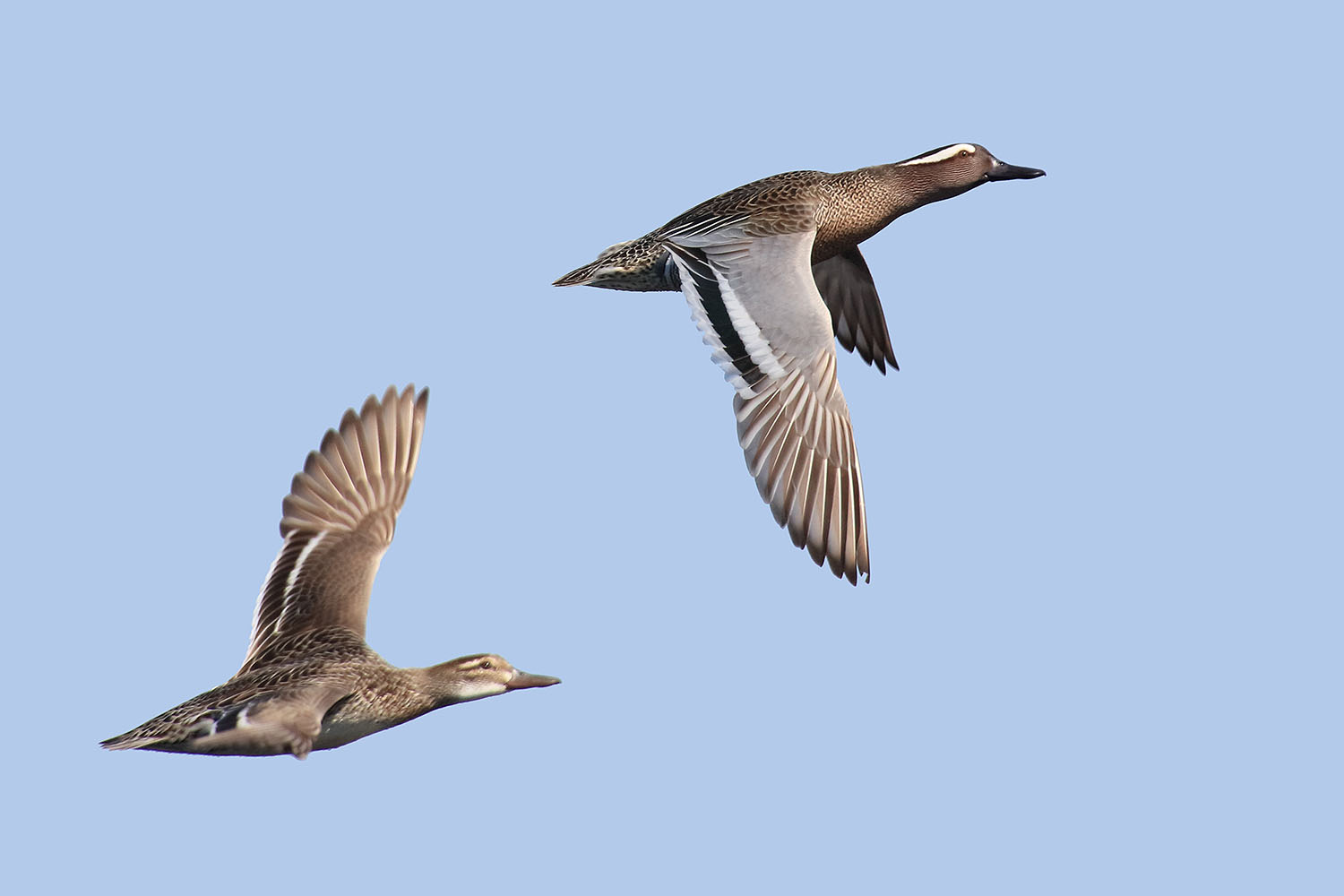 - Anas querquedula Garganey