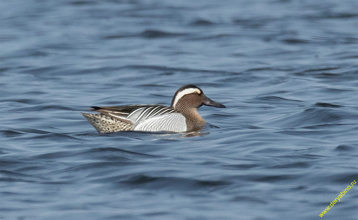 - Anas querquedula Garganey