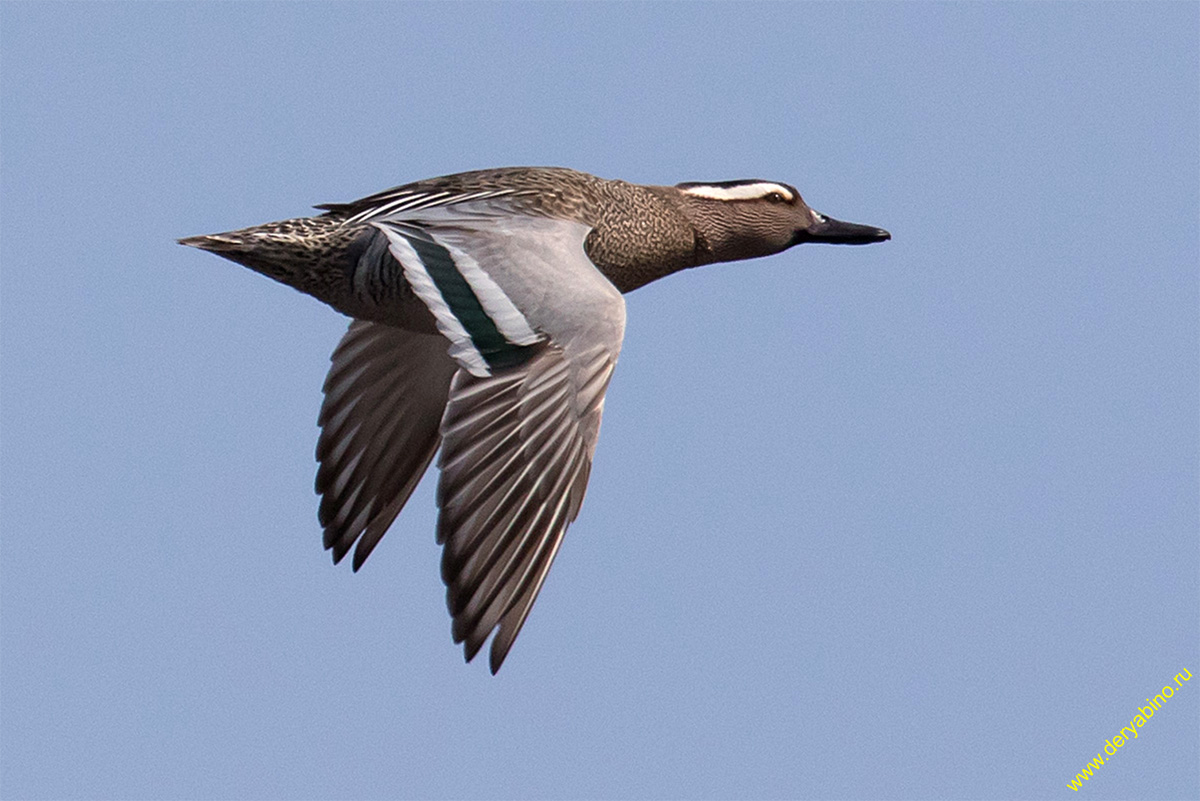 - Anas querquedula Garganey