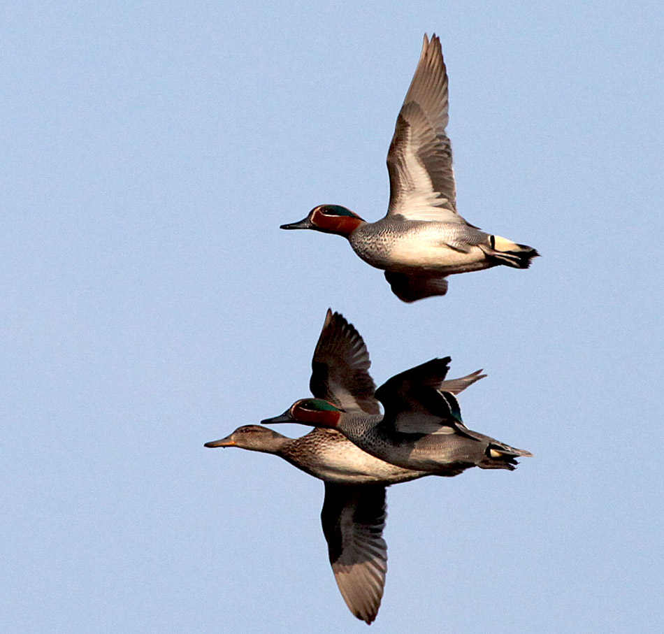 - Anas crecca Common Teal