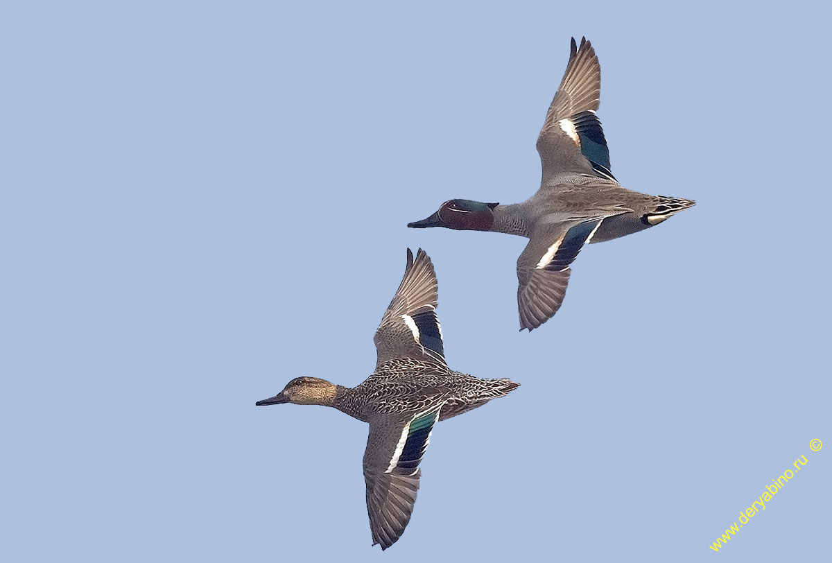 - Anas crecca Common Teal