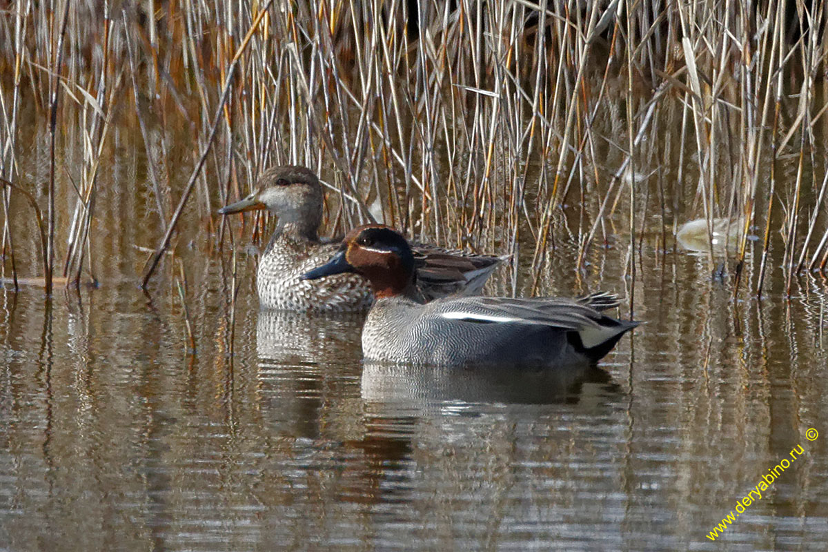 - Anas crecca Common Teal