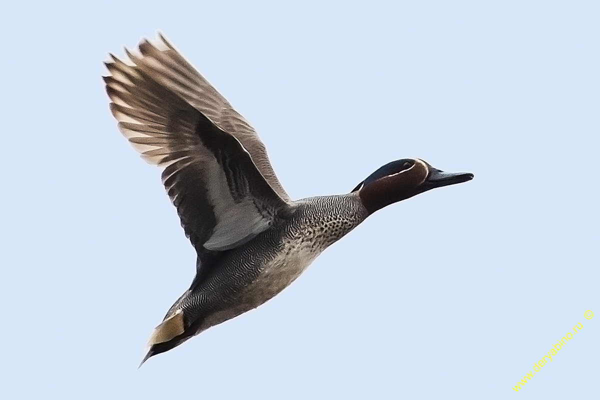 - Anas crecca Common Teal