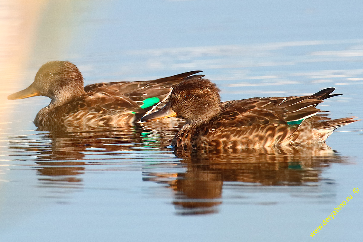 - Anas crecca Common Teal