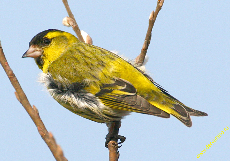 Чиж Spinus spinus Eurasian Siskin