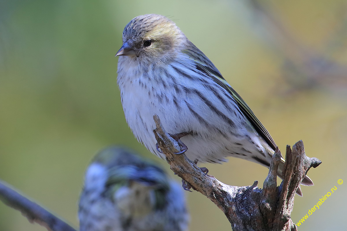  Spinus spinus Eurasian Siskin