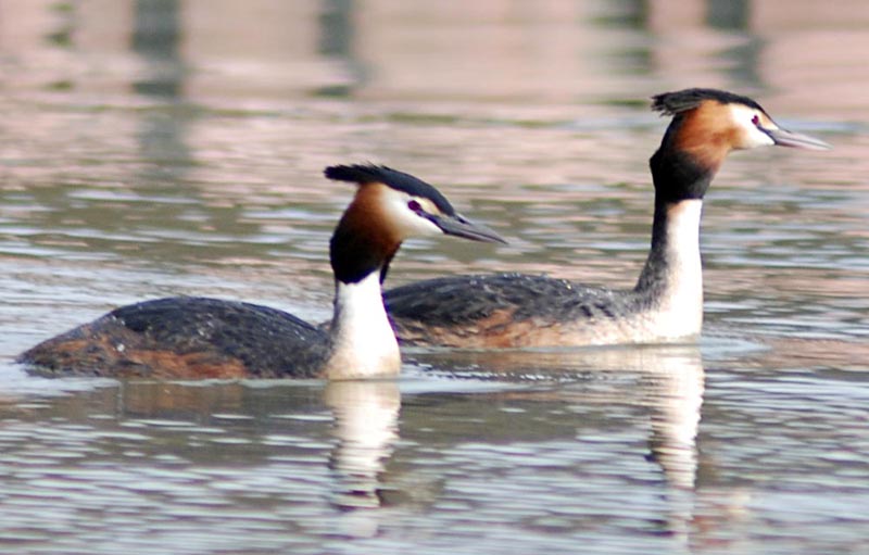  ( ) Podiceps cristatus Great Crested Grebe