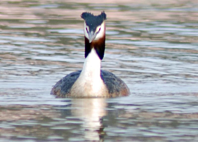  ( ) Podiceps cristatus Great Crested Grebe