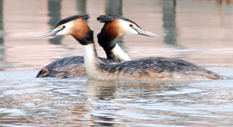  ( ) Podiceps cristatus Great Crested Grebe