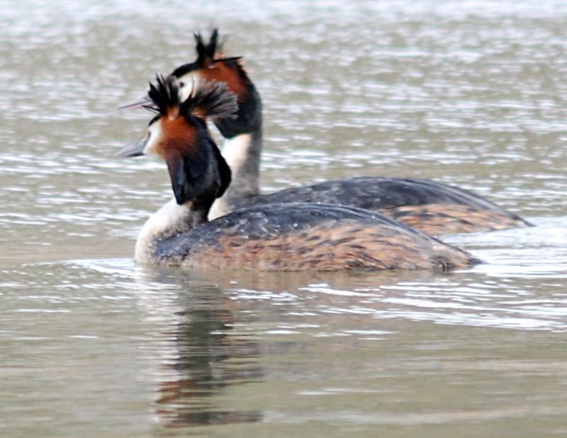  ( ) Podiceps cristatus Great Crested Grebe