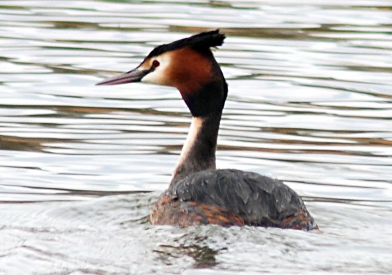  ( ) Podiceps cristatus Great Crested Grebe