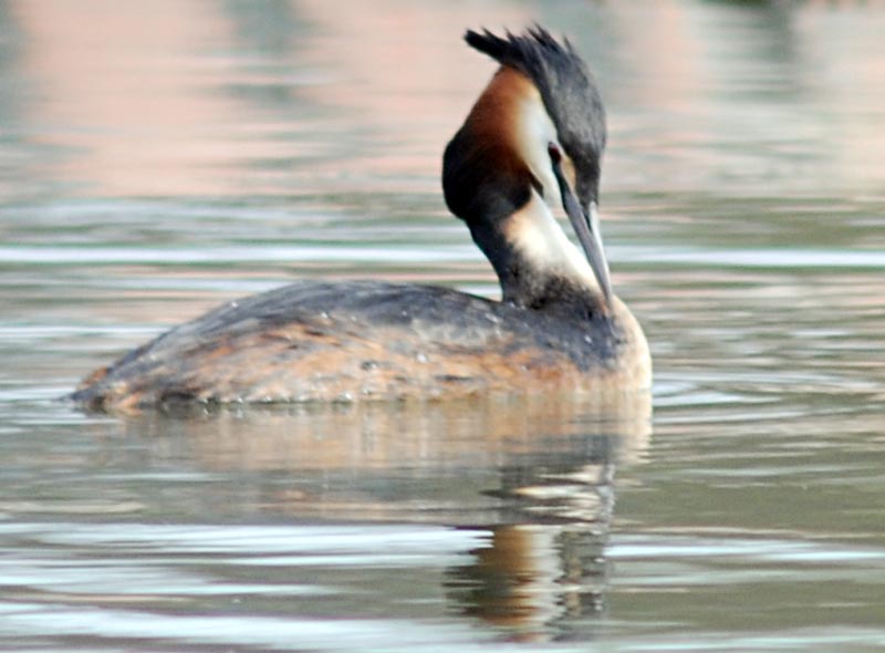  ( ) Podiceps cristatus Great Crested Grebe