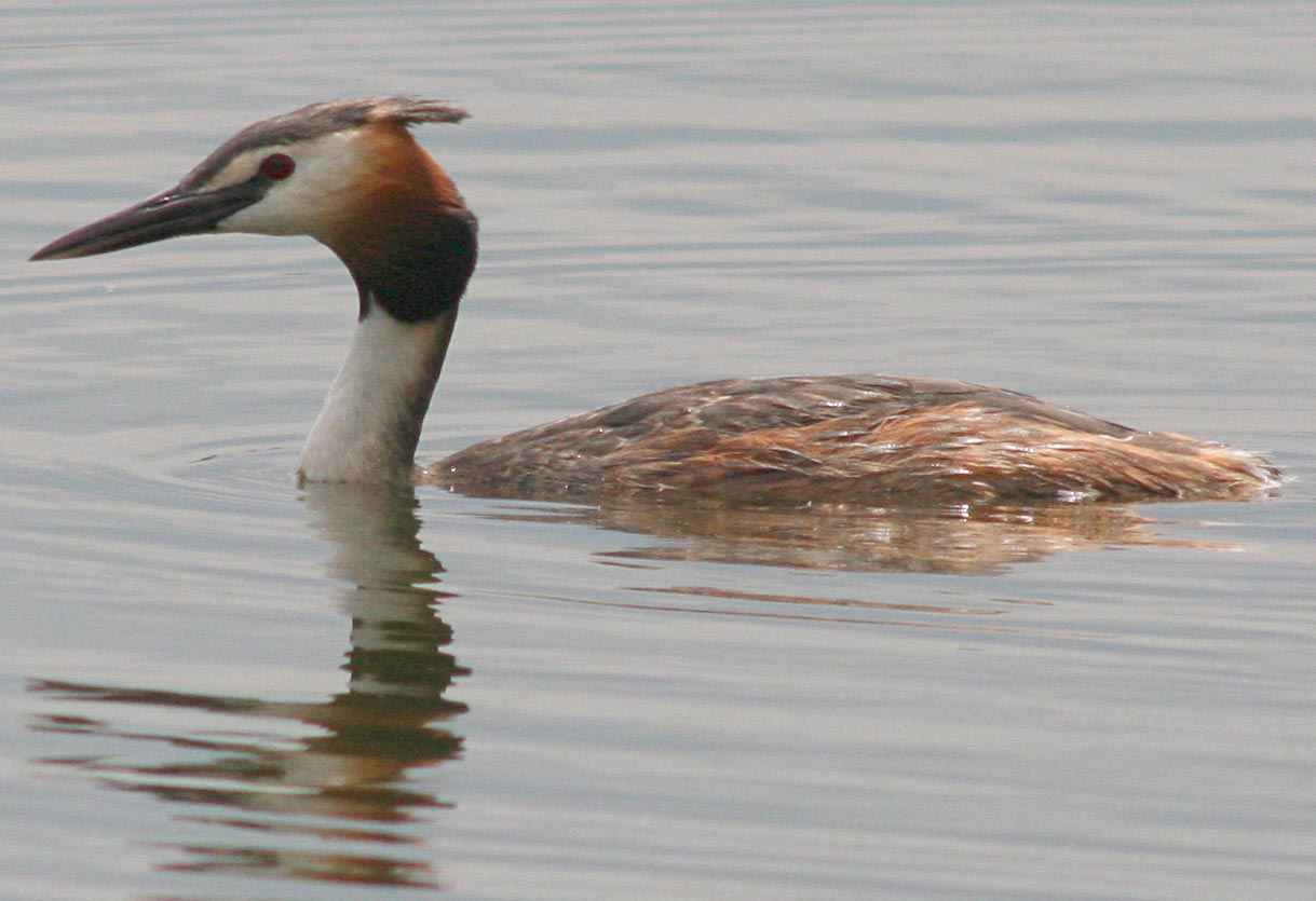  ( ) Podiceps cristatus Great Crested Grebe