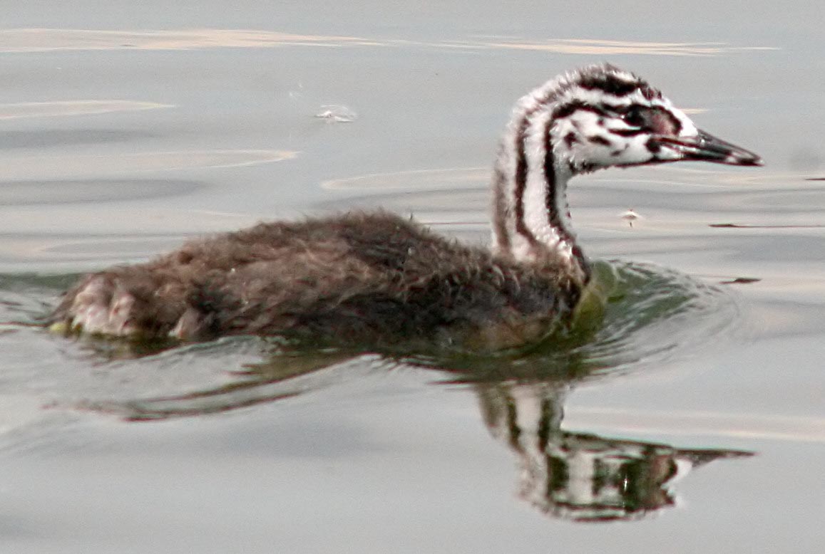  ( ) Podiceps cristatus Great Crested Grebe