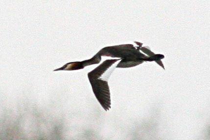  ( ) Podiceps cristatus Great Crested Grebe