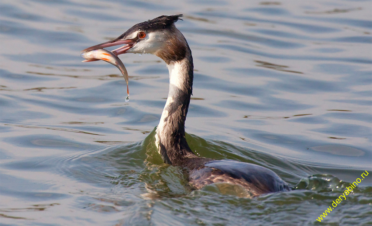  ( ) Podiceps cristatus Great Crested Grebe