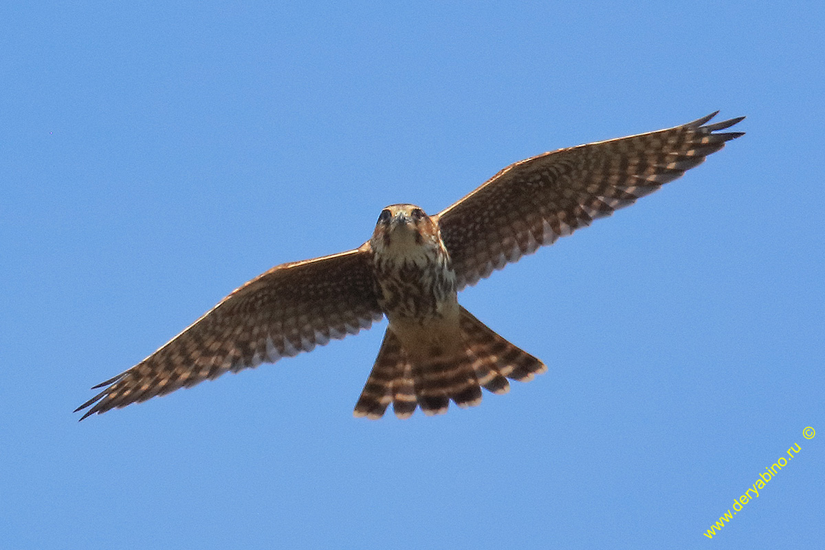 Falco columbarius Merlin