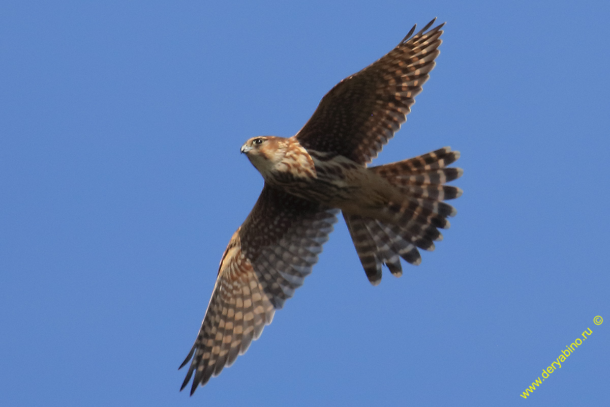  Falco columbarius Merlin