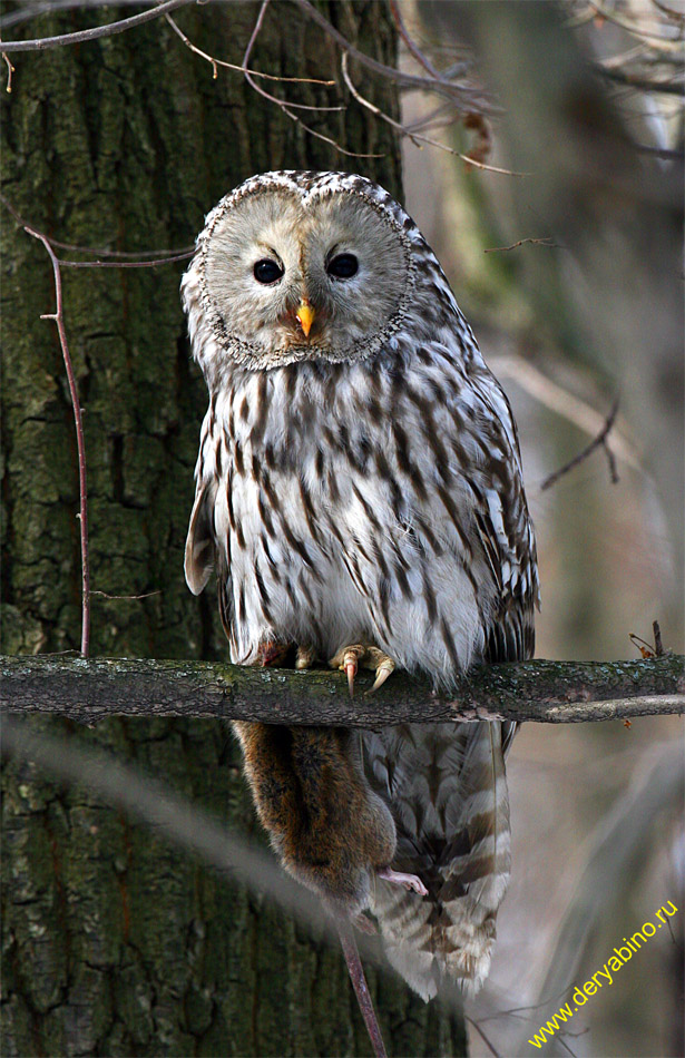   Strix uralensis Ural Owl