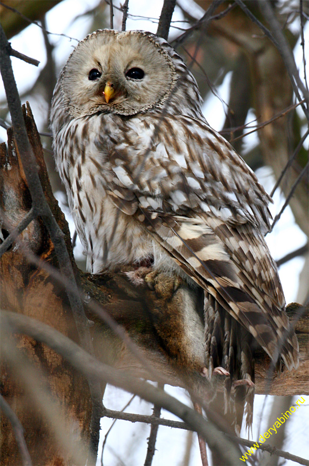   Strix uralensis Ural Owl