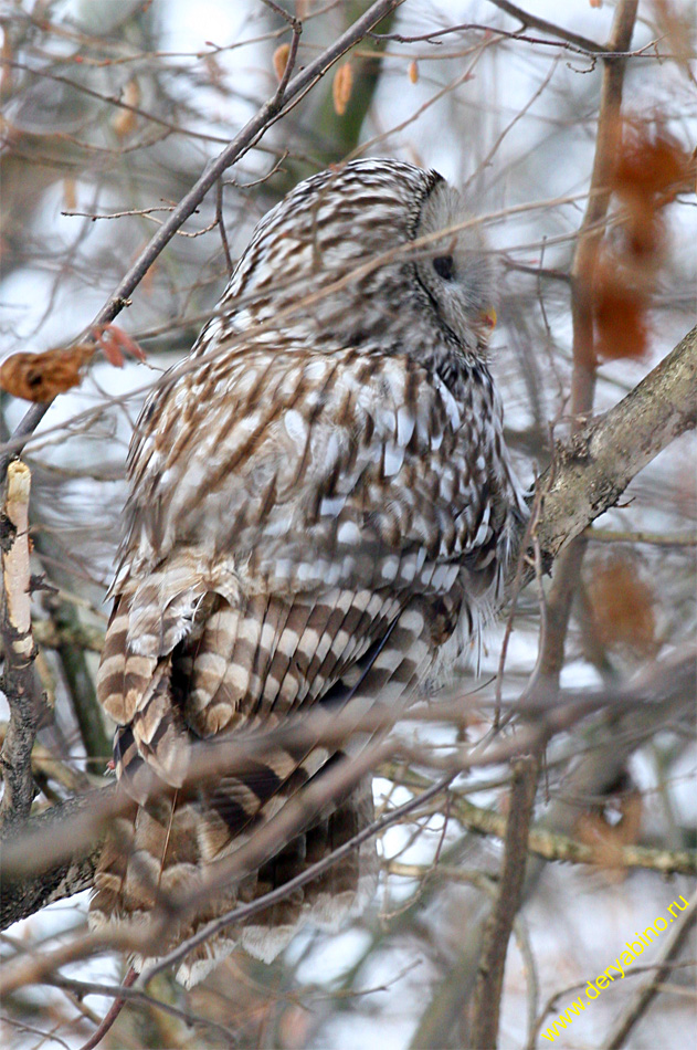   Strix uralensis Ural Owl